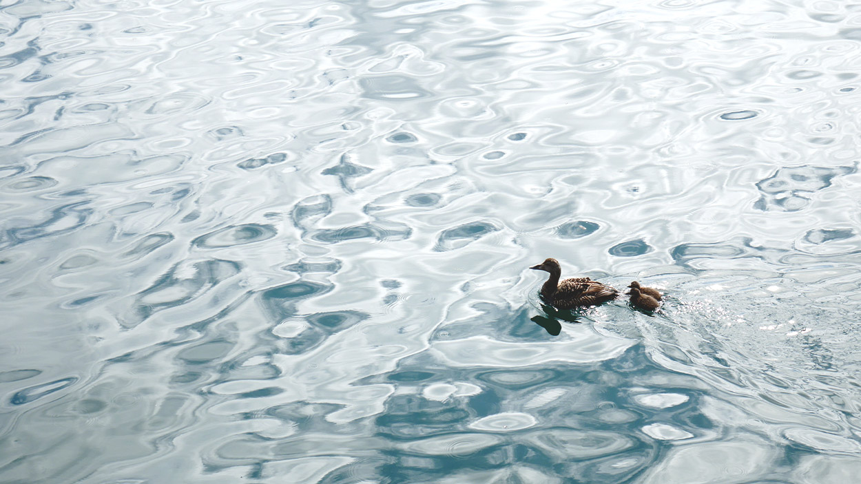 Ente mit zwei Küken auf dem Wasser