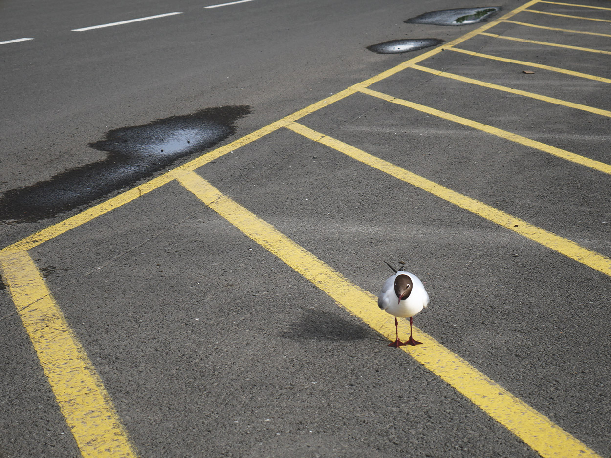 Eine Möwe mit schwarzen Kopf auf einem Parkplatz
